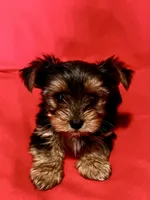 Bluey, a male Yorkshire Terrier for sale in Tri-Cities, TN – Photo 5 of 8