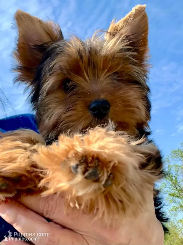 Little Boy Bluey – Yorkshire Terrier puppy for sale in Tri-Cities, TN