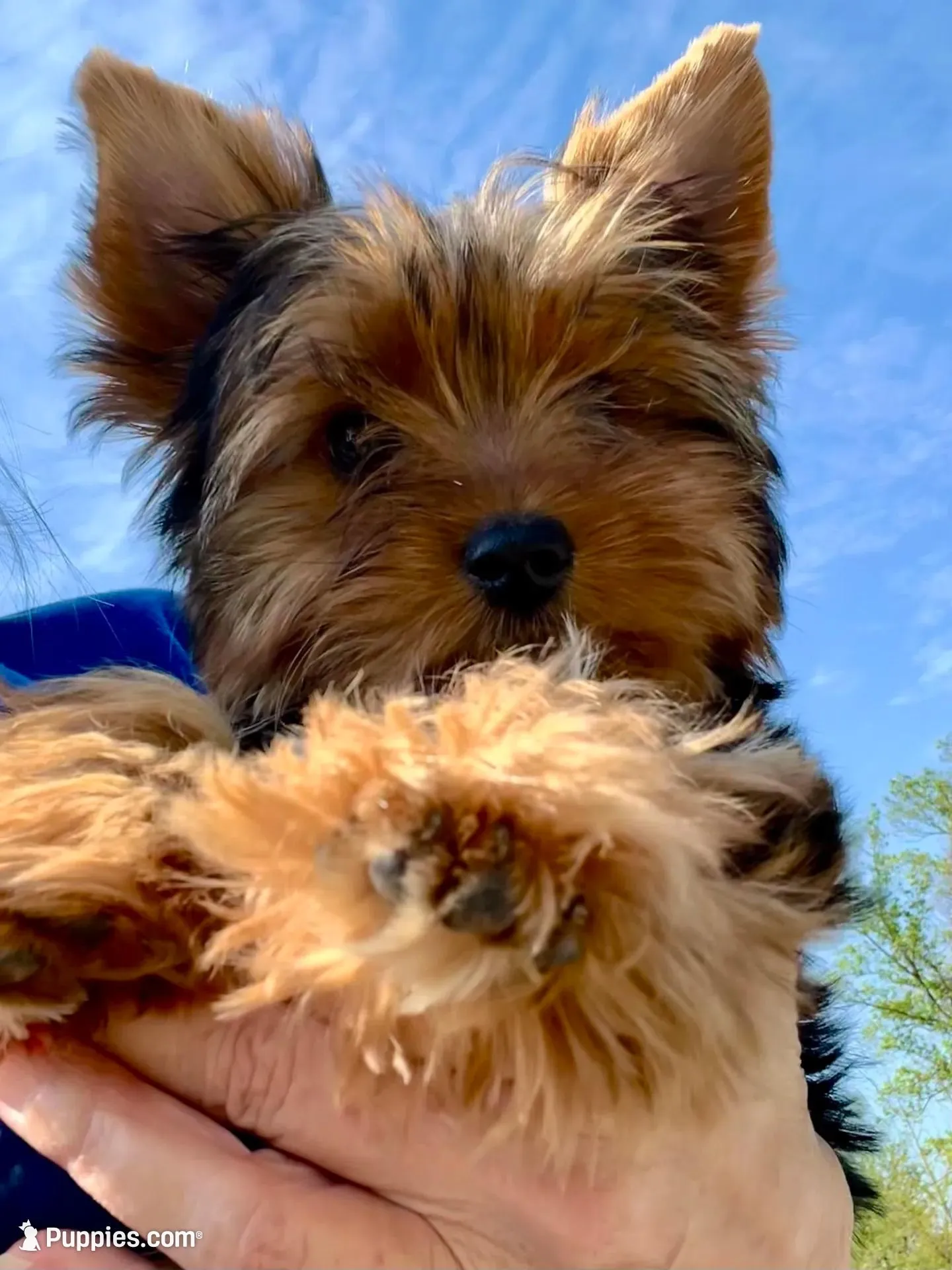 Little Boy Bluey, a male Yorkshire Terrier for sale in Tri-Cities, TN – Photo 1 of 9