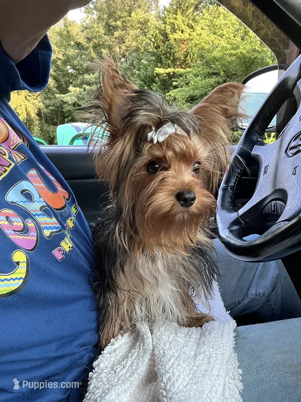 Remi  – Yorkshire Terrier puppy for sale in Greeneville, TN