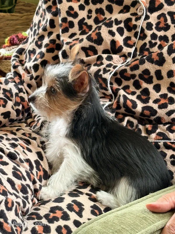 Chloe  – Yorkshire Terrier puppy for sale in Greeneville, TN