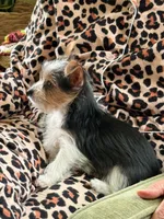 Chloe Dee, a female Yorkshire Terrier for sale in Greeneville, TN – 7 of 7