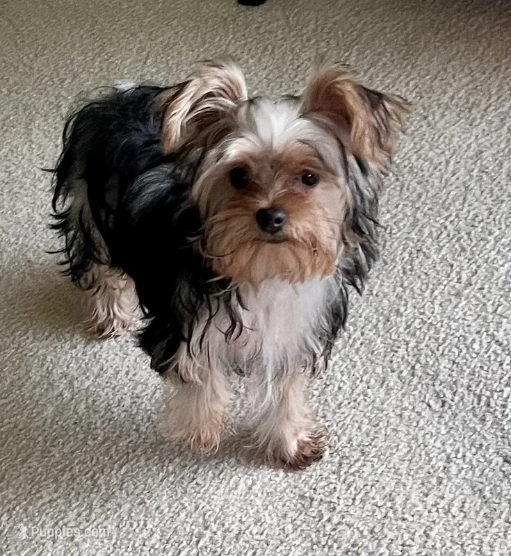 Jules – Yorkshire Terrier puppy for sale in Greeneville, TN