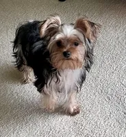 Jules, a female Yorkshire Terrier for sale in Greeneville, TN – 9 of 9