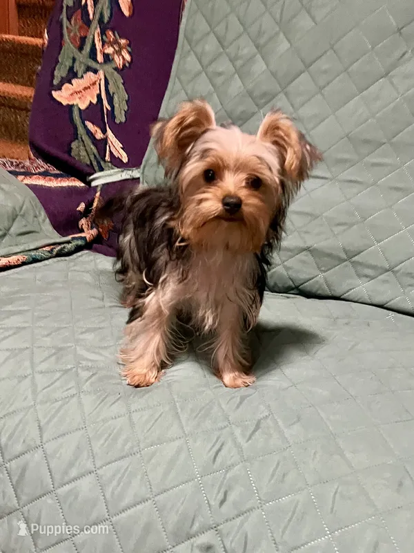 Jules – Yorkshire Terrier puppy for sale in Greeneville, TN