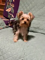 Jules, a female Yorkshire Terrier for sale in Greeneville, TN – 1 of 9