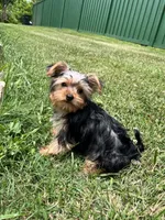 Jules, a female Yorkshire Terrier for sale in Greeneville, TN – 4 of 10