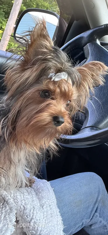 Remi  – Yorkshire Terrier puppy for sale in Greeneville, TN