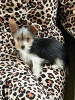 Chloe Dee, a female Yorkshire Terrier for sale in Greeneville, TN – 4 of 7
