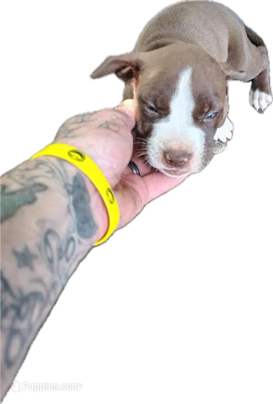 Hammer  – American Pit Bull Terrier puppy for sale in Greeneville, TN