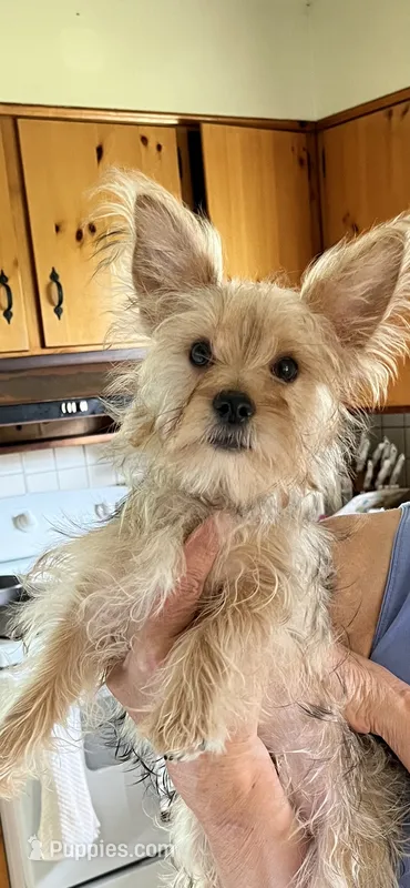 Rex – Yorkshire Terrier puppy for sale in Greeneville, TN