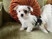 Melania, a female Yorkshire Terrier for sale in Greeneville, TN – Photo 2 of 5