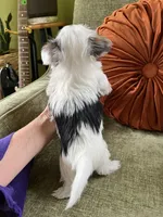 Melania, a female Yorkshire Terrier for sale in Greeneville, TN – Photo 4 of 5