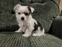 Melania, a female Yorkshire Terrier for sale in Greeneville, TN – Photo 1 of 5