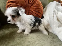 Melania, a female Yorkshire Terrier for sale in Greeneville, TN – Photo 3 of 5