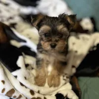 Lil Poochey🐾 , a male Morkie for sale in Tri-Cities, TN – Photo 8 of 9