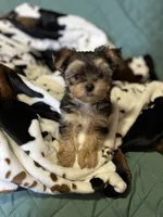 processed/430770d1-a7da-40f9-92d3-2b2141837fce/listing/7ab318fc-3c35-464f-bcdd-63000875f870/21606dd0-dd5c-4ac3-aff1-a49cc72d7f75