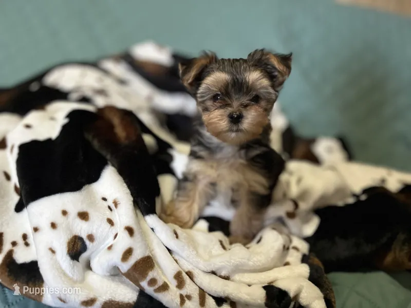 Spider🐾  – Morkie puppy for sale in Tri-Cities, TN