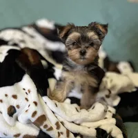 Lil Poochey🐾 , a male Morkie for sale in Tri-Cities, TN – Photo 5 of 9