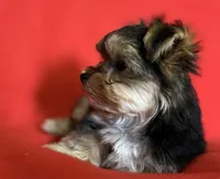 Lil Pooch 🐾 , a male Morkie for sale in Tri-Cities, TN – Photo 8 of 9