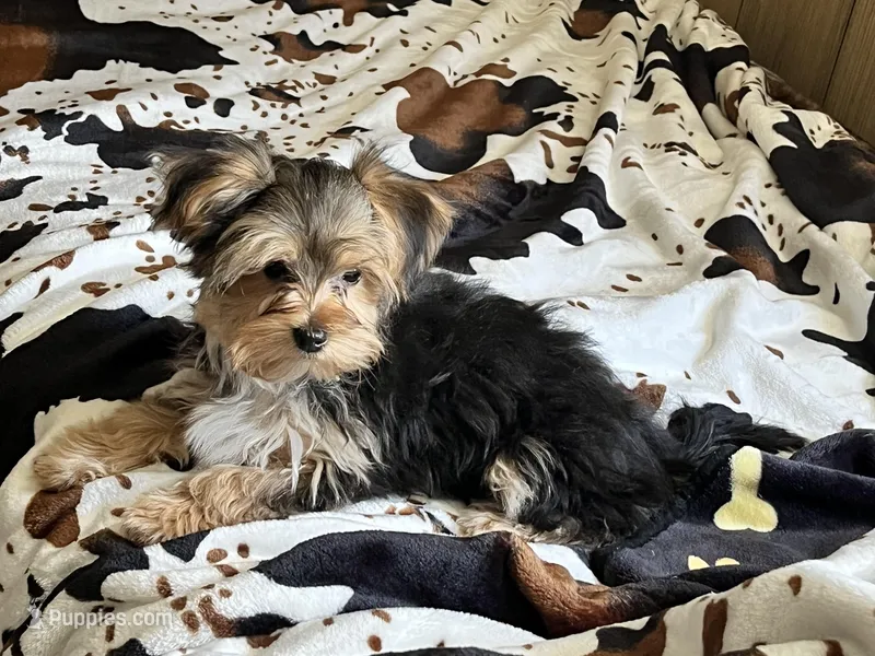 Spider🐾  – Morkie puppy for sale in Tri-Cities, TN
