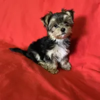 Lil Poochey🐾 , a male Morkie for sale in Tri-Cities, TN – Photo 1 of 9