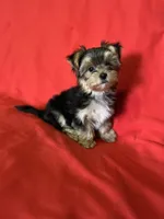 Lil Pooch 🐾 , a male Morkie for sale in Tri-Cities, TN – Photo 9 of 9