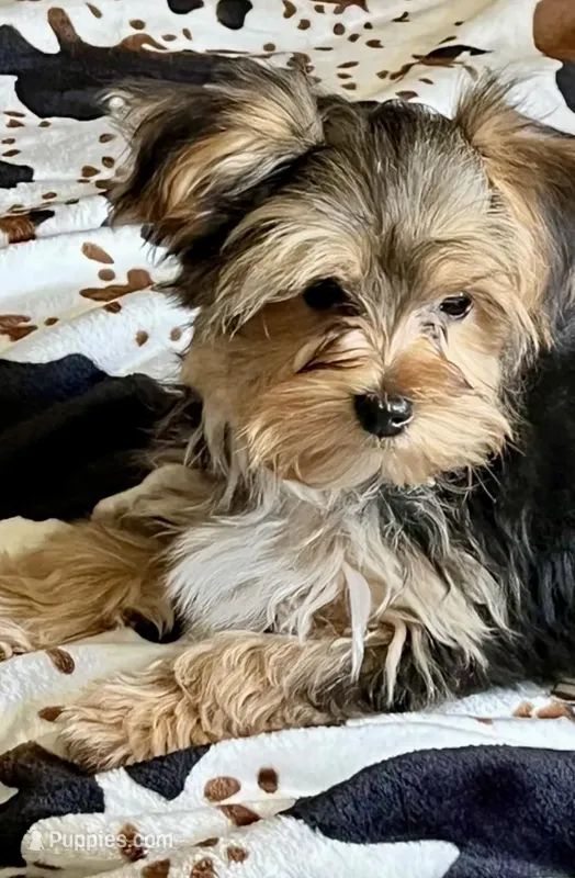 Spider🐾  – Morkie puppy for sale in Tri-Cities, TN