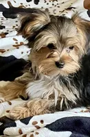 Spider🐾 , a male Morkie for sale in Tri-Cities, TN – Photo 1 of 6
