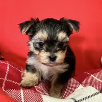 Lil Poochey🐾 , a male Morkie for sale in Tri-Cities, TN – Photo 4 of 9