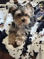 Spider🐾 , a male Morkie for sale in Tri-Cities, TN – Photo 6 of 6