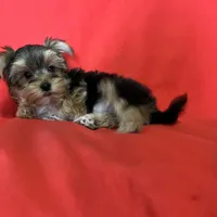 Lil Poochey🐾 , a male Morkie for sale in Tri-Cities, TN – Photo 2 of 9