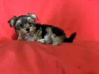 Lil Pooch 🐾 , a male Morkie for sale in Tri-Cities, TN – Photo 3 of 9