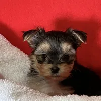Lil Poochey🐾 , a male Morkie for sale in Tri-Cities, TN – Photo 3 of 9