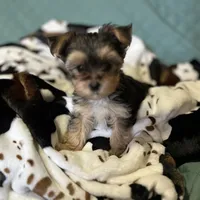 Lil Poochey🐾 , a male Morkie for sale in Tri-Cities, TN – Photo 6 of 9