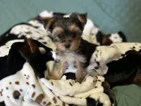 processed/430770d1-a7da-40f9-92d3-2b2141837fce/listing/7ab318fc-3c35-464f-bcdd-63000875f870/e46dddc7-b065-4fa0-92ea-34099338cfb6