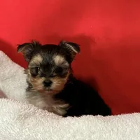 Lil Poochey🐾 , a male Morkie for sale in Tri-Cities, TN – Photo 7 of 9