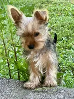 Max, a male Yorkshire Terrier for sale in Greeneville, TN – 2 of 5