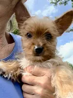 I’m available!!!, a female Yorkshire Terrier for sale in Greeneville, TN – 3 of 6
