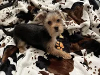 Cutie Pie 🥰 Kiri , a female Morkie for sale in Tri-Cities, TN – Photo 6 of 7