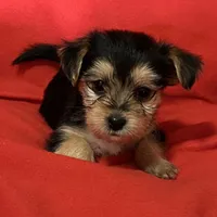 Cutie Pie 🥰 Kiri , a female Morkie for sale in Tri-Cities, TN – Photo 3 of 7