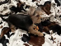 Cutie Pie 🥰 Kiri , a female Morkie for sale in Tri-Cities, TN – Photo 4 of 7