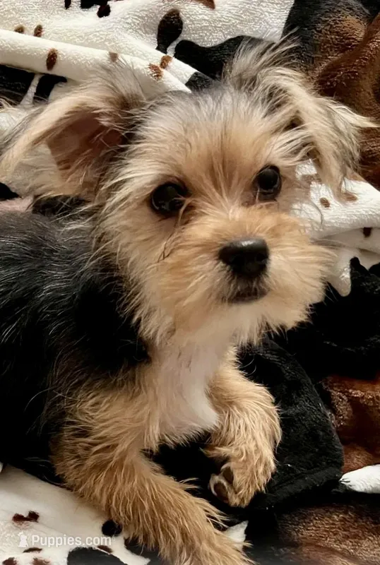Cutie Pie 🥰 Kiri  – Morkie puppy for sale in Tri-Cities, TN