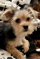 Cutie Pie 🥰 Kiri , a female Morkie for sale in Tri-Cities, TN – Photo 1 of 7