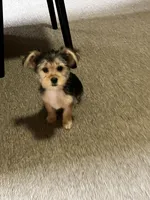 Cutie Pie 🥰 , a female Morkie for sale in Tri-Cities, TN – Photo 4 of 10