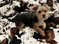 Cutie Pie 🥰 Kiri , a female Morkie for sale in Tri-Cities, TN – Photo 2 of 7