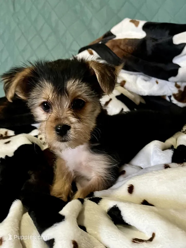 Cutie Pie 🥰 Kiri  – Morkie puppy for sale in Tri-Cities, TN