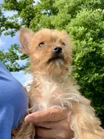 I’m available!!!, a female Yorkshire Terrier for sale in Greeneville, TN – 5 of 6