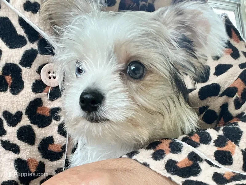 Melania – Yorkshire Terrier puppy for sale in Greeneville, TN