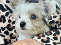 Melania, a female Yorkshire Terrier for sale in Greeneville, TN – 1 of 6